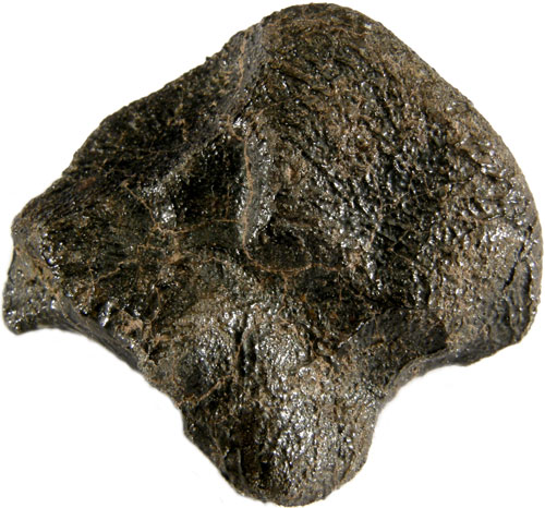 Camel Donga (Eucrite) - 9.3g Oriented Individual.